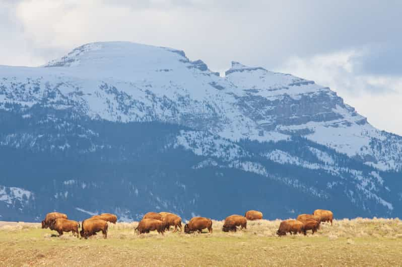 Old Faithful & Yellowstone Highlights - National Park Tour | GetYourGuide