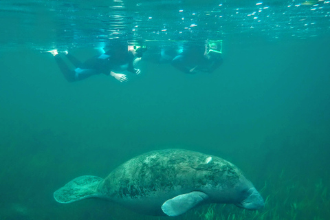Crystal River: Manatee Swim Group Tour