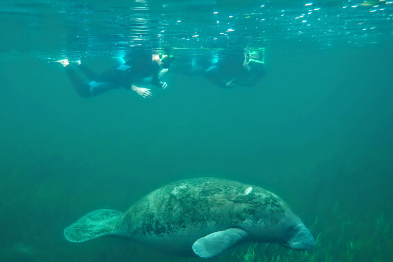 Crystal River: Manatee Swim Group Tour