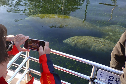 Crystal River: Manatee Swim Group Tour