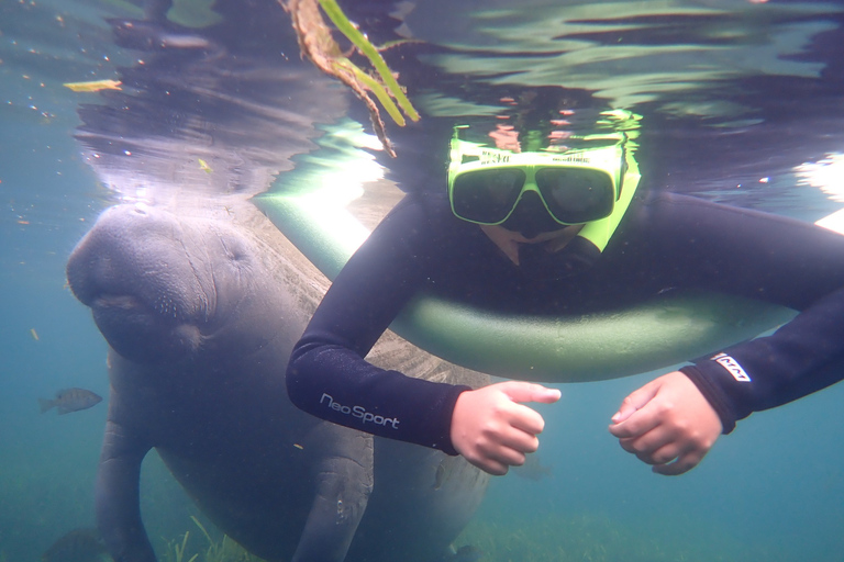 Crystal River: Manatee Swim Group Tour