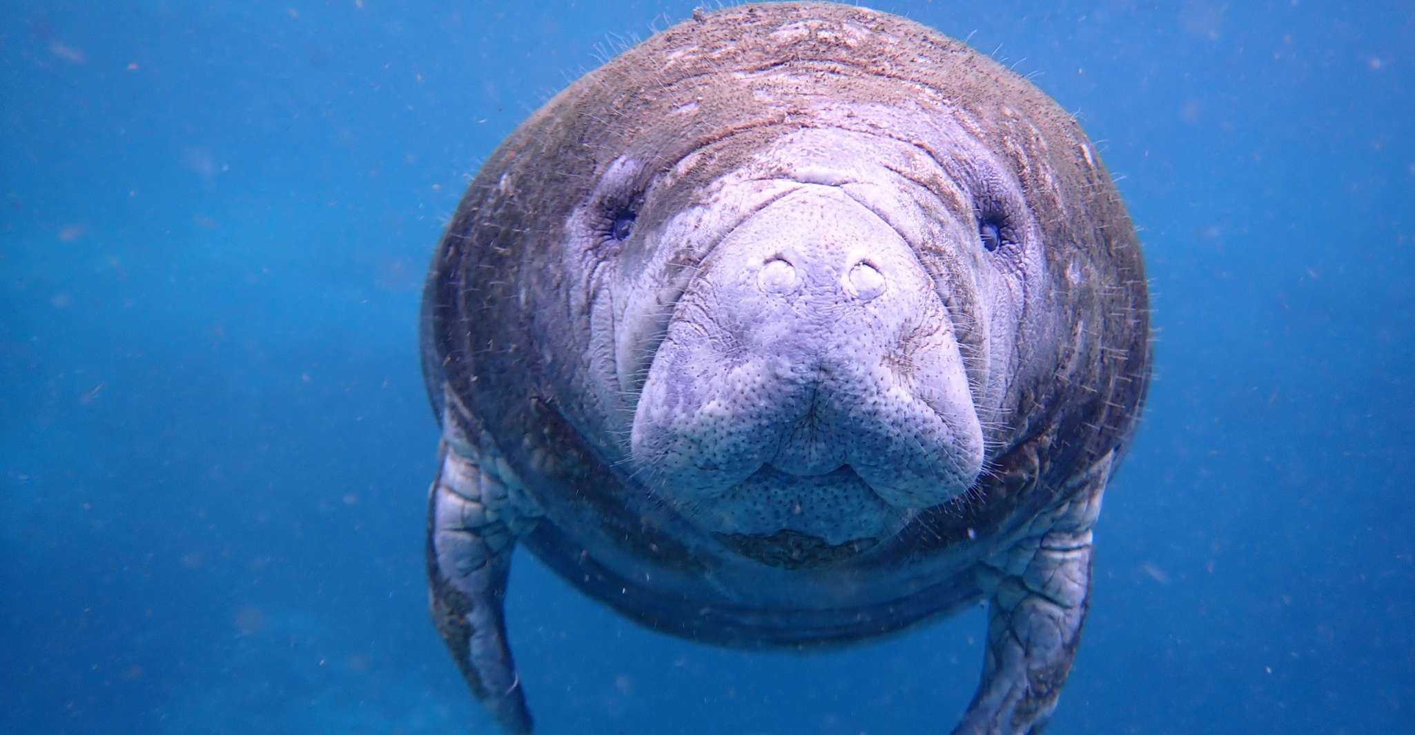 Crystal River, Manatee Swim Group Tour - Housity