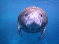 Crystal River, Manatee Swim Group Tour - Housity
