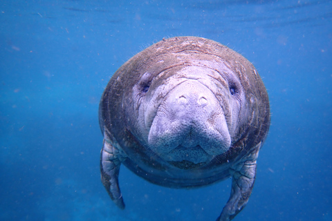 Crystal River: Manatee Swim Group Tour