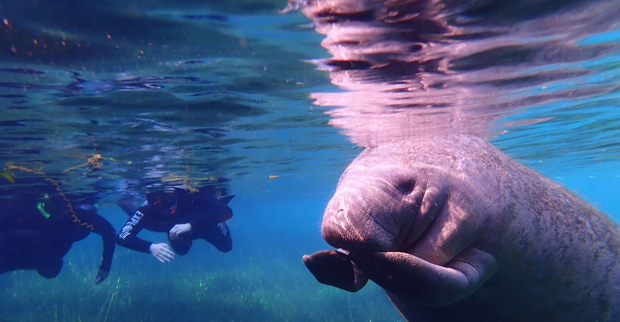 Crystal River, Manatee Swim Group Tour - Housity