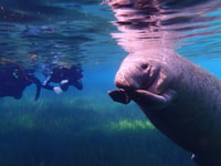 Crystal River, Manatee Swim Group Tour - Housity