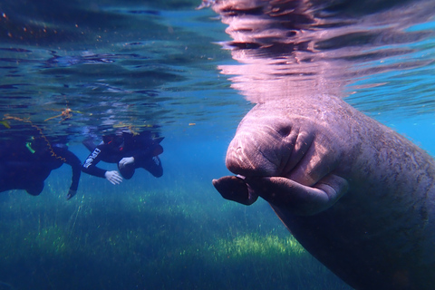 Crystal River: Manatee Swim Group Tour