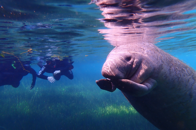 Crystal River: Manatee Swim Group Tour