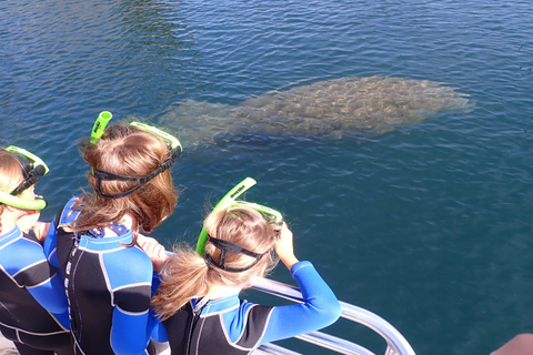 Crystal River: Manatee Swim Group Tour