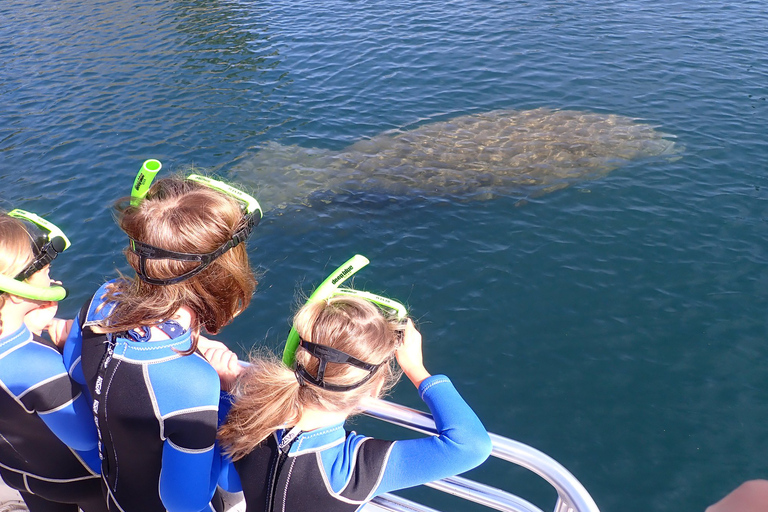 Crystal River: Manatee Swim Group Tour