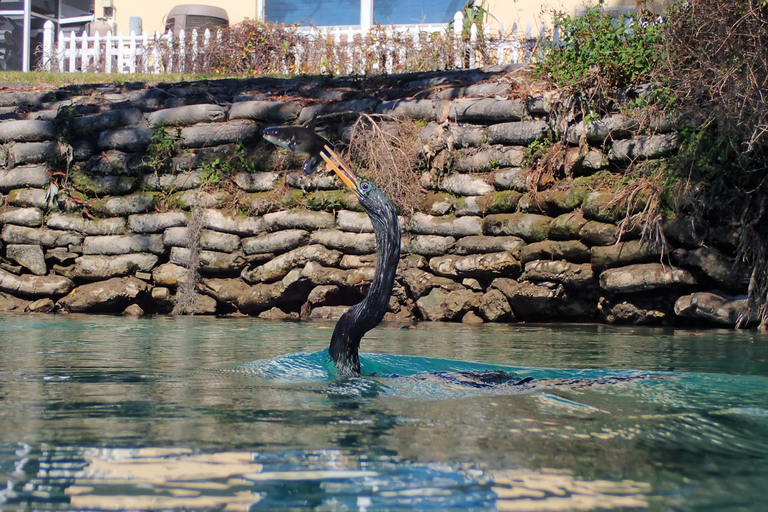 Crystal River: Manatee Swim Group Tour
