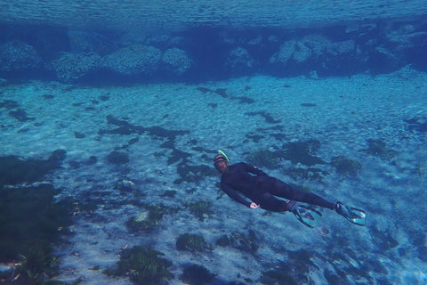 Crystal River: Manatee Swim Group Tour