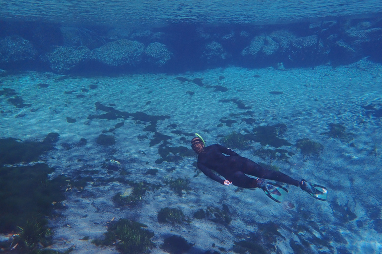 Crystal River: Manatee Swim Group Tour