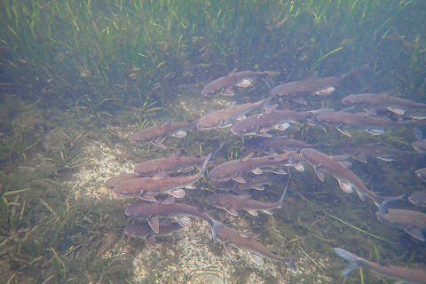 Crystal River: Manatee Swim Group Tour