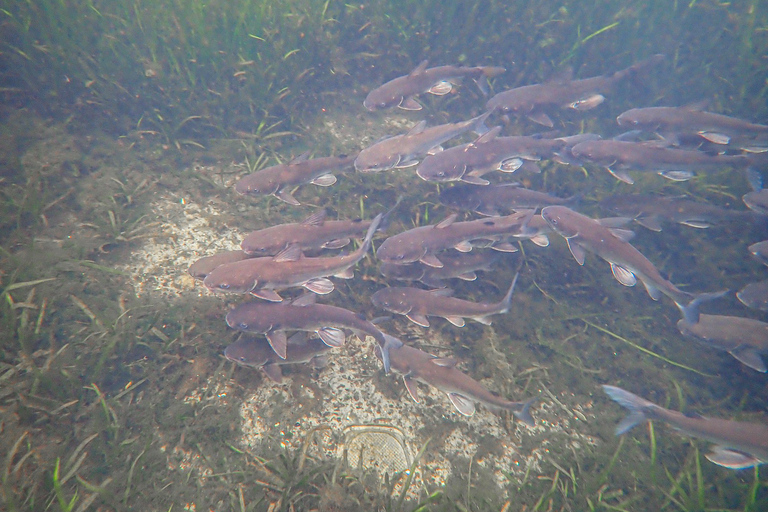 Crystal River: Manatee Swim Group Tour