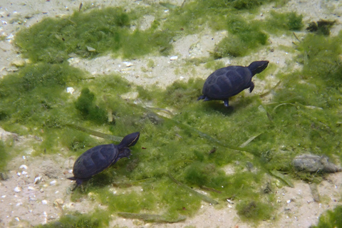 Crystal River: Manatee Swim Group Tour