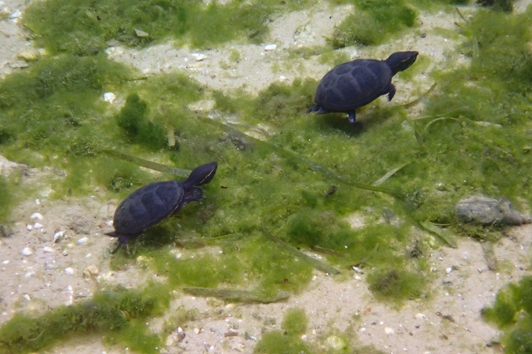 Crystal River: Manatee Swim Group Tour