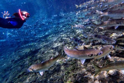 Crystal River: Manatee Swim Group Tour