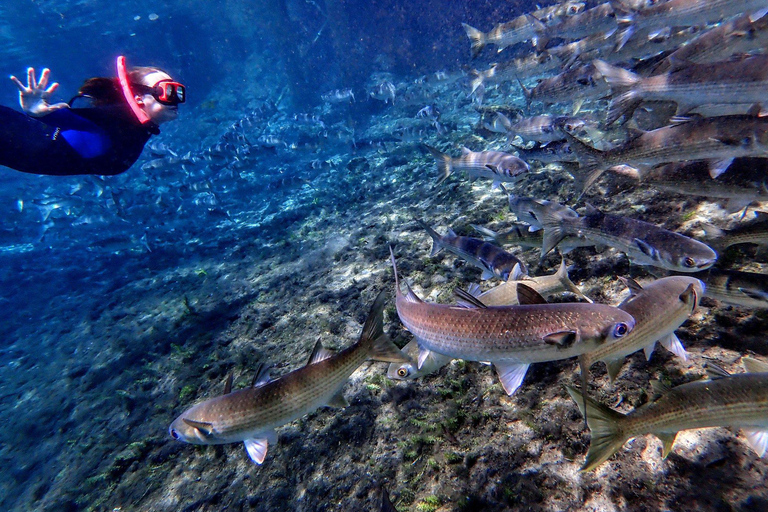 Crystal River: Manatee Swim Group Tour