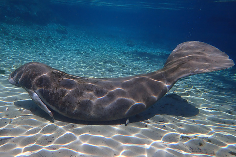 Crystal River: Manatee Swim Group Tour