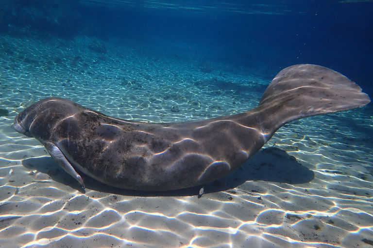 Crystal River: Manatee Swim Group Tour