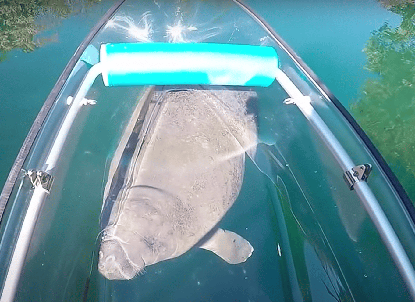 Crystal River: VIP Clear Kayak Manatee Ecotour