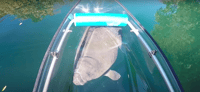 Crystal River, Clear Kayak Manatee Ecotour - Housity