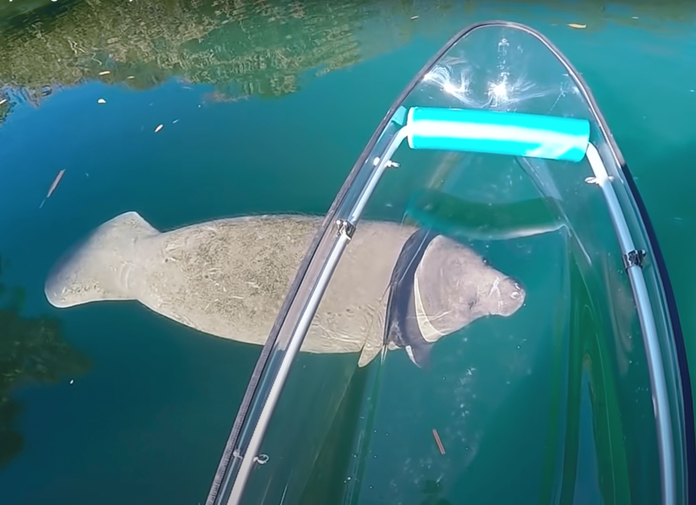 Crystal River: VIP Clear Kayak Manatee Ecotour