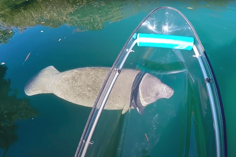 Crystal River: Öko-Tour durch die Three Sisters Springs mit dem durchsichtigen KajakCrystal River: VIP Clear Kayak Springs und Manatee Ecotour
