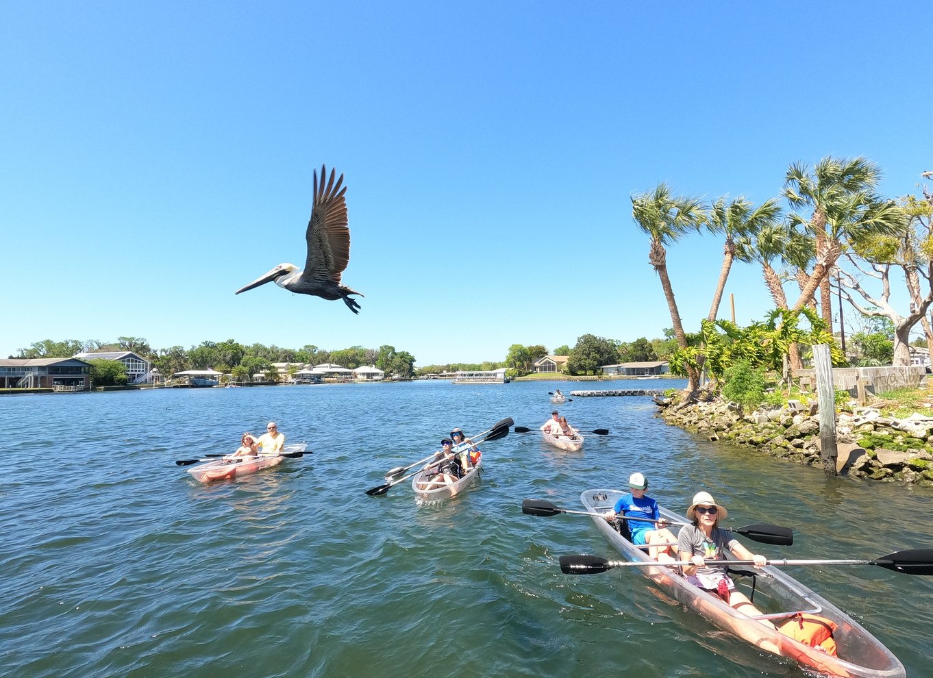 Crystal River: VIP Clear Kayak Manatee Ecotour