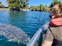 Crystal River, Clear Kayak Manatee Ecotour - Housity