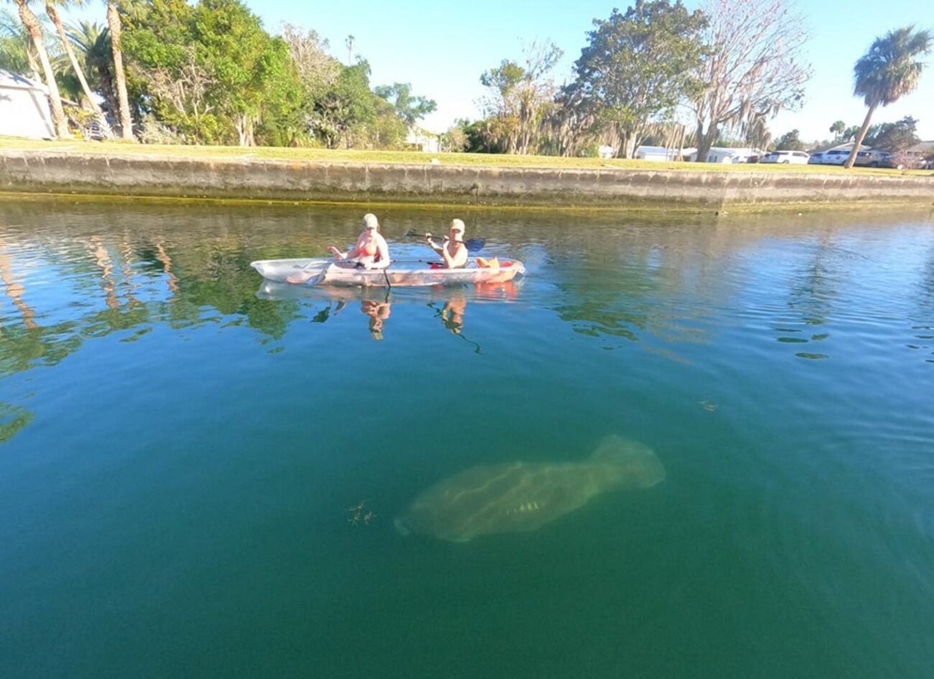 Crystal River: VIP Clear Kayak Manatee Ecotour