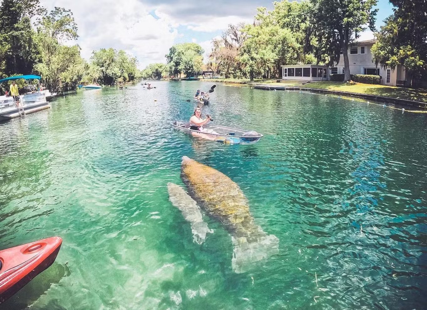 Crystal River: VIP Clear Kayak Manatee Ecotour