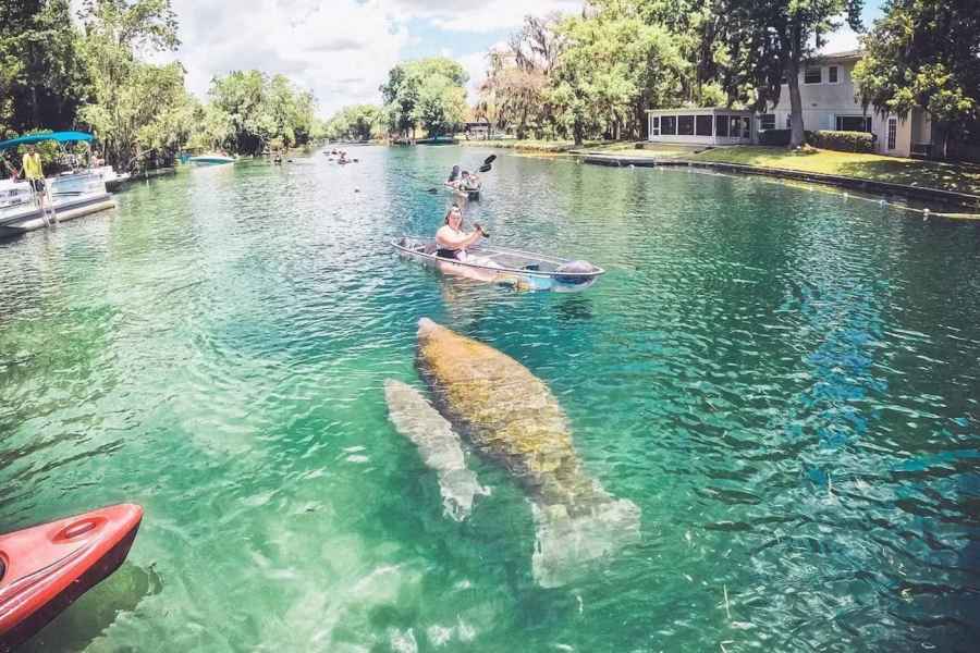 Crystal River: Clear Kayak Manatee Ecotour. Foto: GetYourGuide