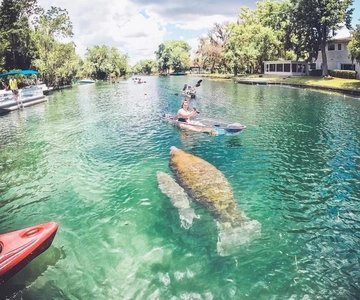 Crystal River: VIP Clear Kayak Springs and Manatee Ecotour