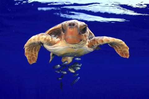 Teneryfa: kajakowe safari, żółwie morskie i snorkeling