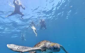  - Canarie.it