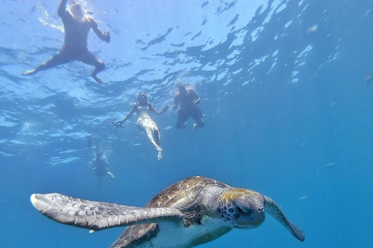 Teneryfa: kajakowe safari, żółwie morskie i snorkelingPrywatne safari kajakiem z delfinami i żółwiami