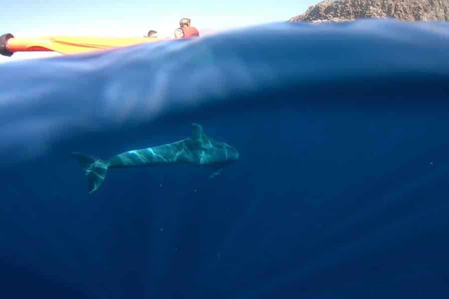 Teneriffa: Kajak-Safari und Schnorcheln in einem Meeresschutzgebiet. Foto: GetYourGuide