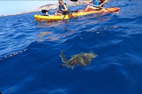 Teneryfa: kajakowe safari, żółwie morskie i snorkelingPrywatne safari kajakiem z delfinami i żółwiami