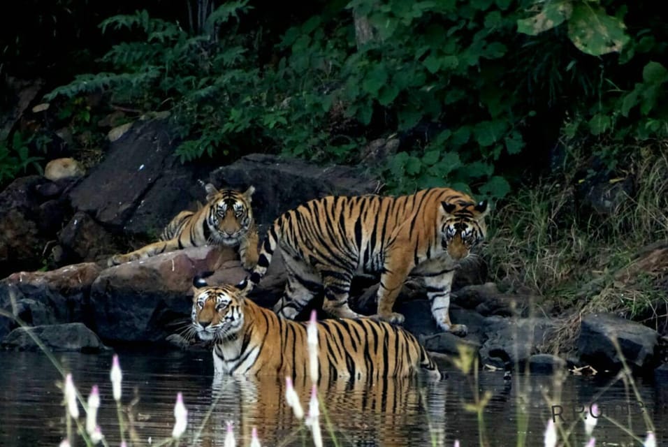 Parco Nazionale di Kanha: Apri Jeep Tiger Safari a Kanha Kisli ...