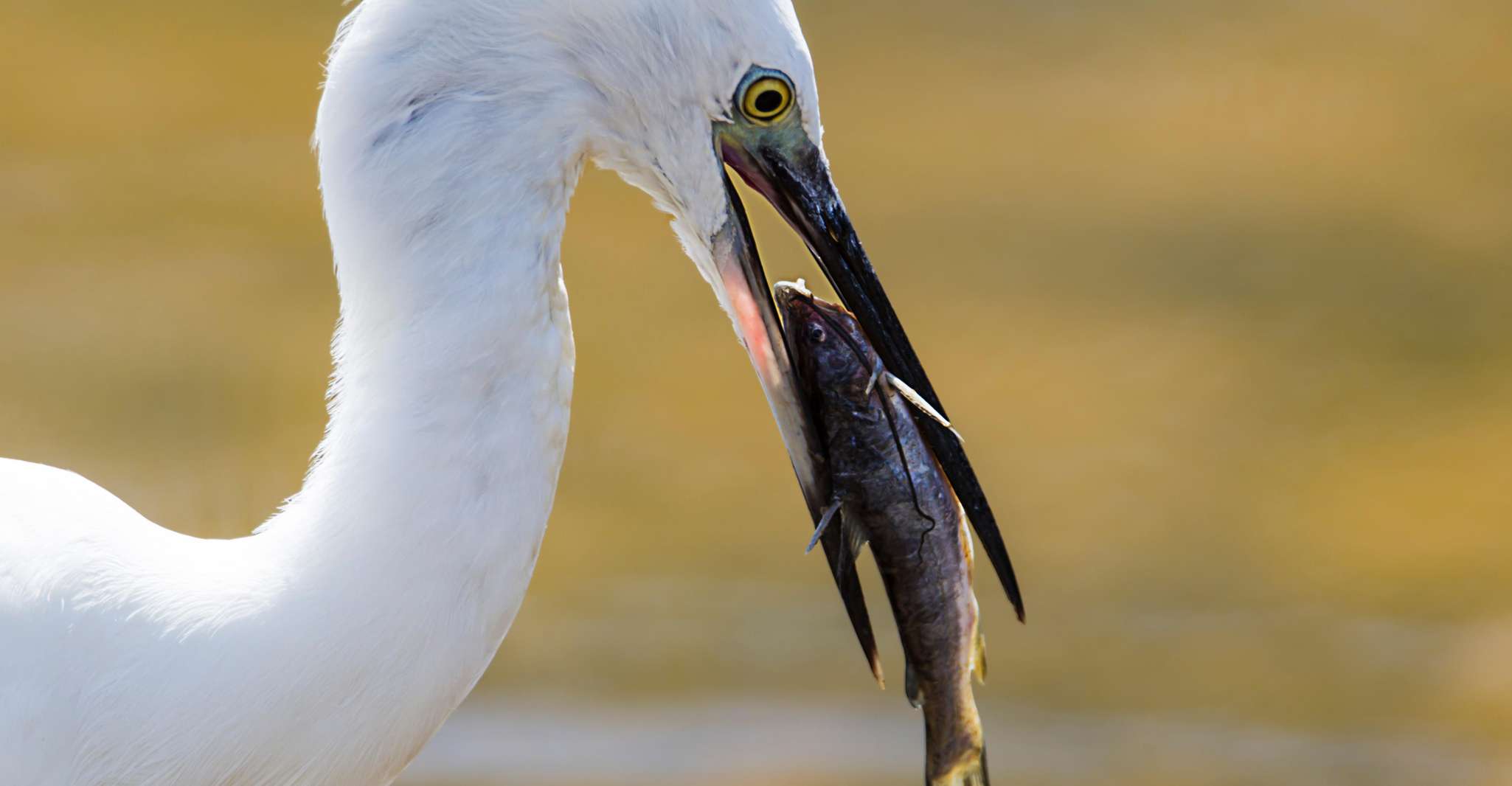 Gita di un giorno di Galle/Mirissa, Yala & Udawalawe Safari con picnic - Hizvo