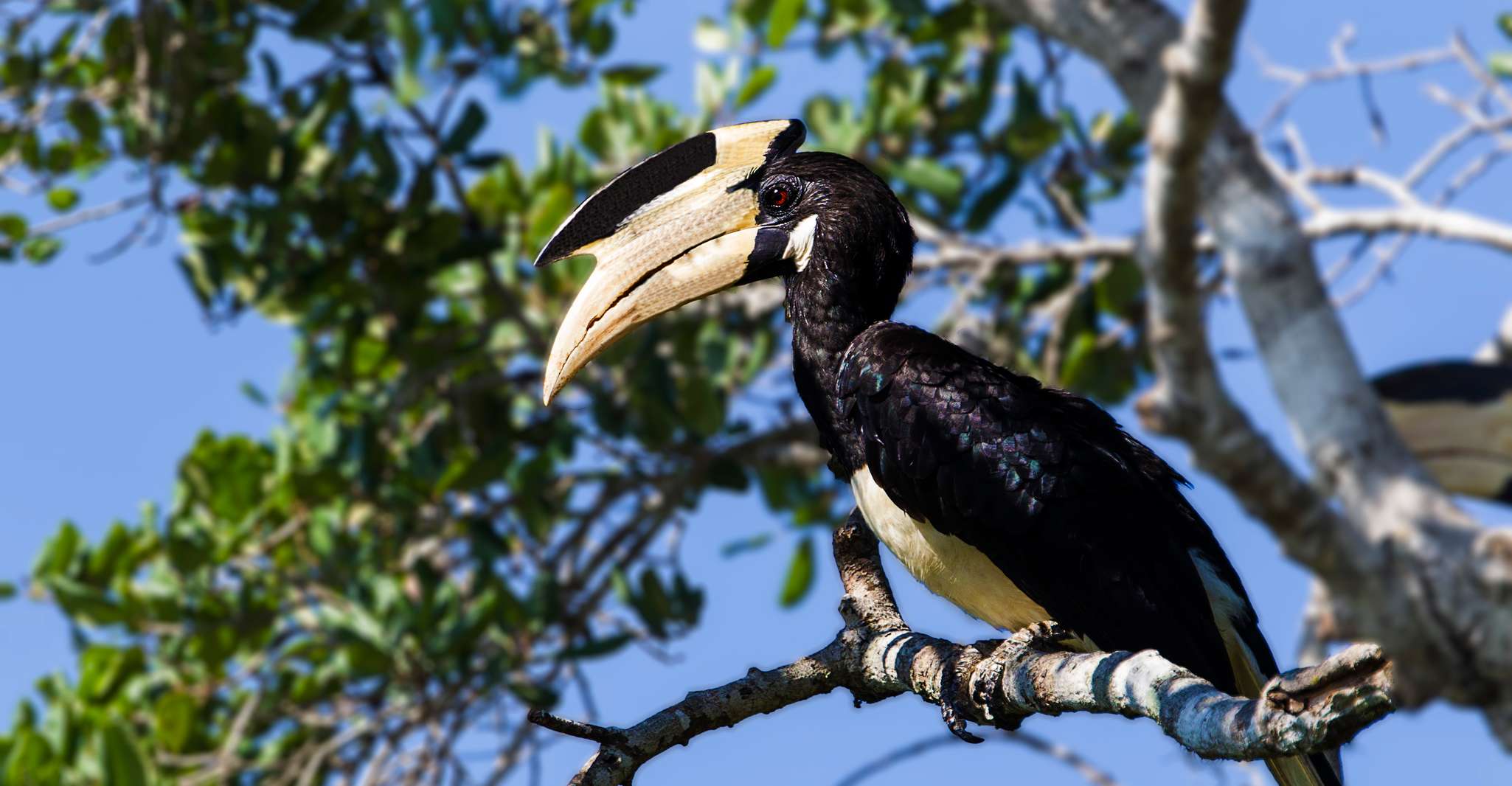 Gita di un giorno di Galle/Mirissa, Yala & Udawalawe Safari con picnic - Hizvo