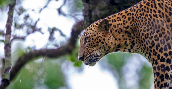 Galle/Mirissa: Yala & Udawalawe Safari Tagestour mit Picknick