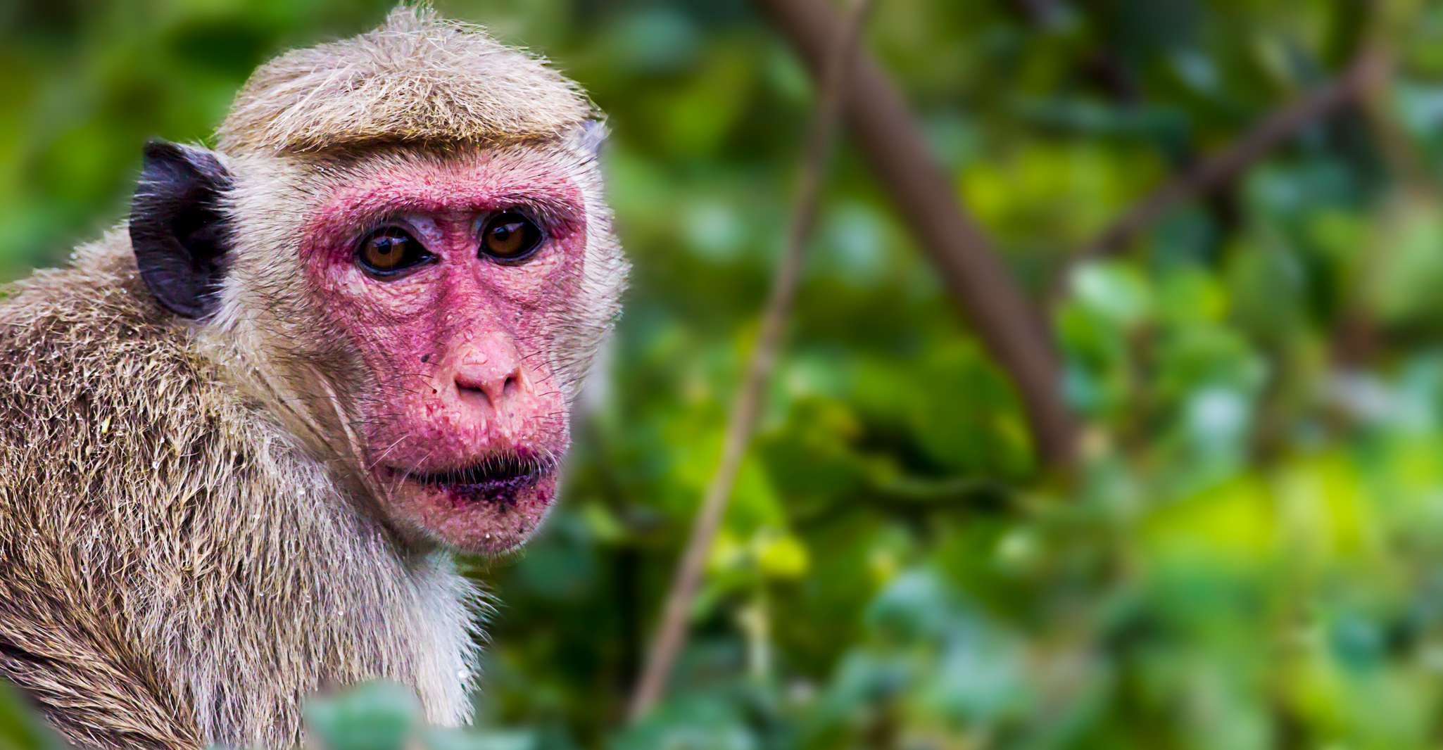 Gita di un giorno di Galle/Mirissa, Yala & Udawalawe Safari con picnic - Hizvo