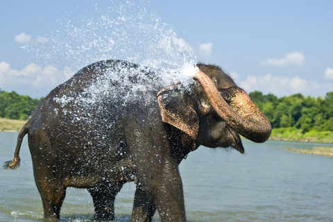 luksusowe safari w dżungli Chitwan 4 dni