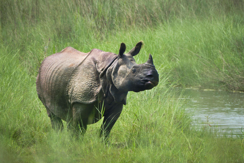 safari de luxe dans la jungle de Chitwan (4 jours)