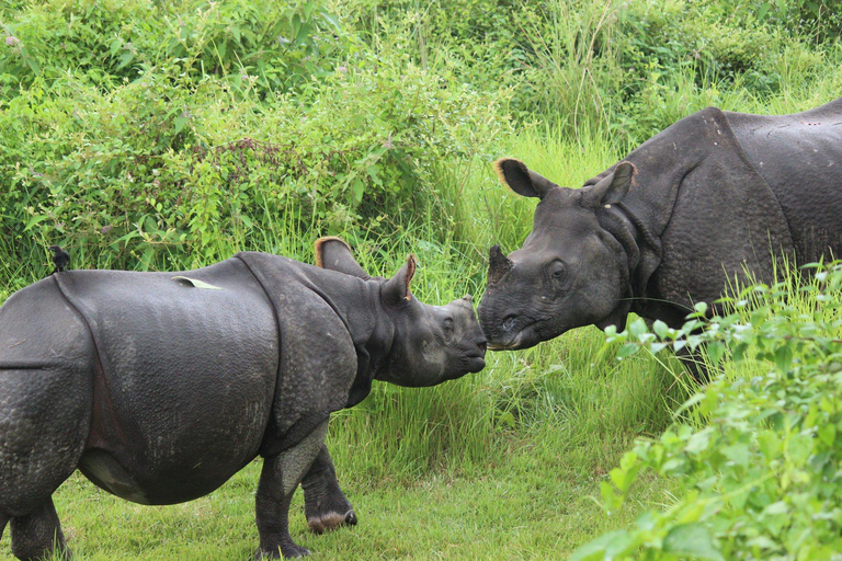 luksusowe safari w dżungli Chitwan 4 dni