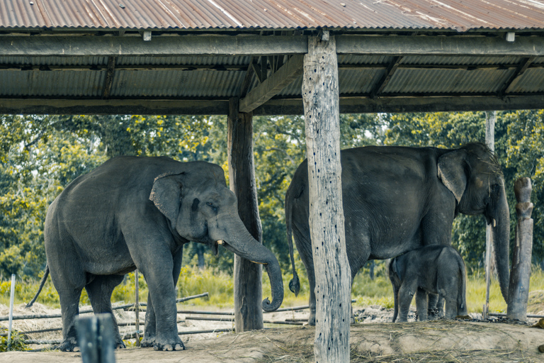 safari de luxe dans la jungle de Chitwan (4 jours)