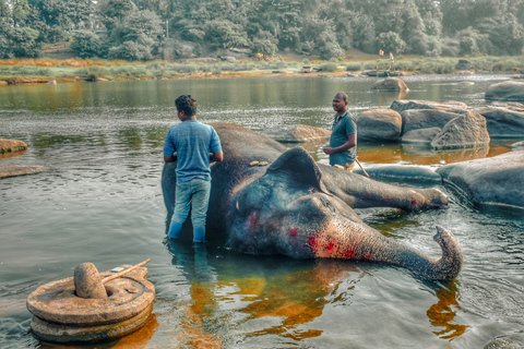 safari de luxe dans la jungle de Chitwan (4 jours)